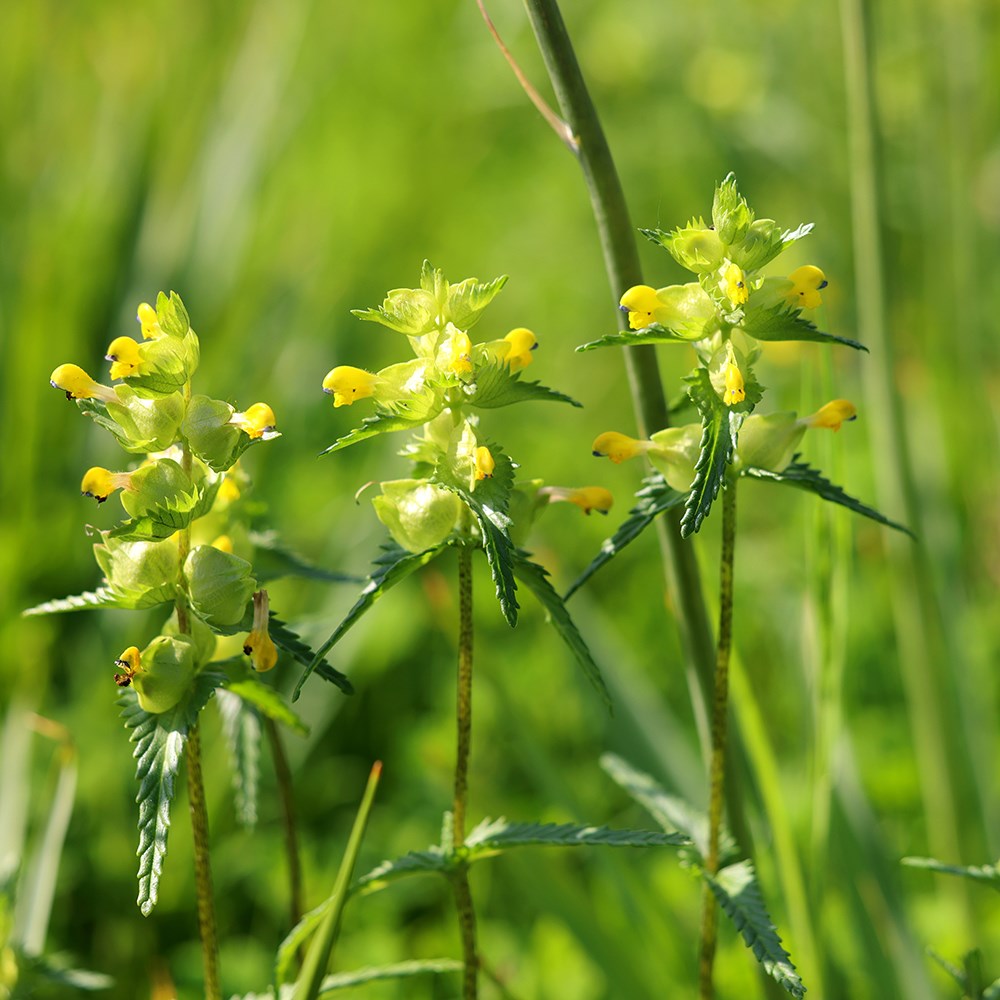 Rhinanthus Minor | Yellow Rattle