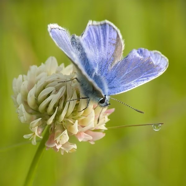 Trifolium repens | White Clover | Green Manure