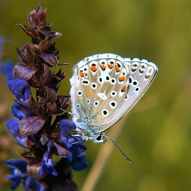 Ajuga reptans | Bugle | approx 50 seeds