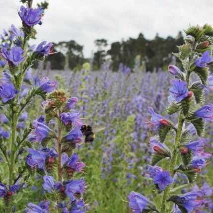 Echium Vulgare | Vipers Bugloss