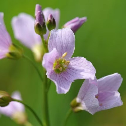 Cardamine Pratensis | Cuckoo Flower