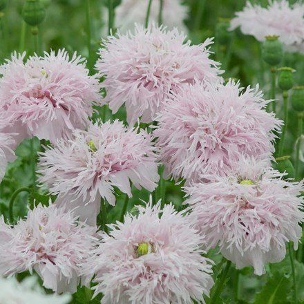 Papaver somniferum Lilac Pompom | Opium Poppy