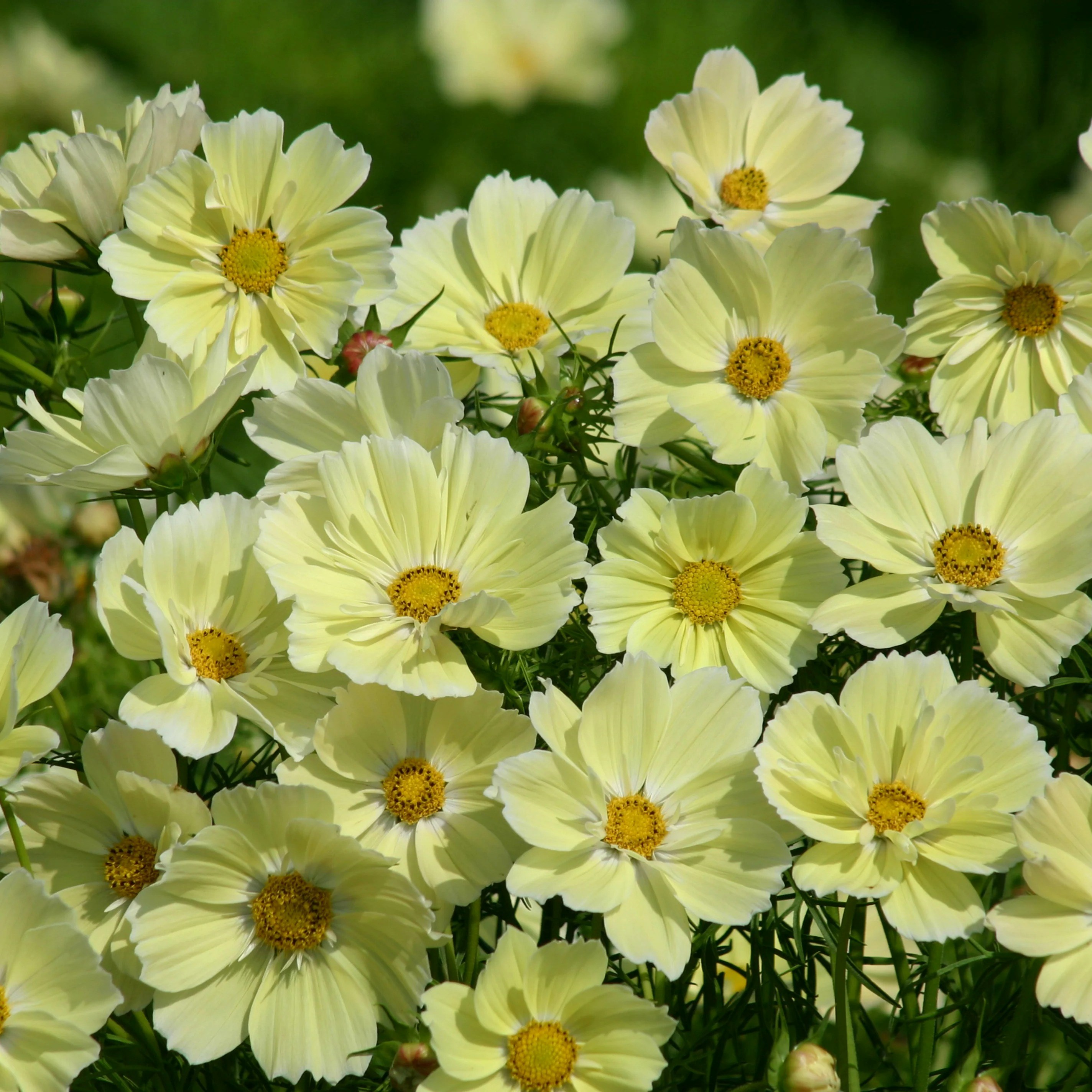 Cosmos Xanthos