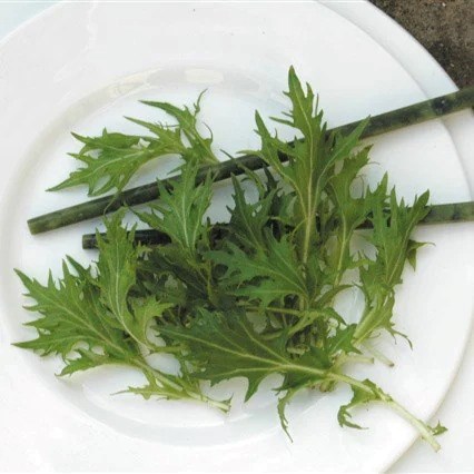 Mizuna | Brassica rapa subsp. nipposinica var. laciniata | approx 500 seeds