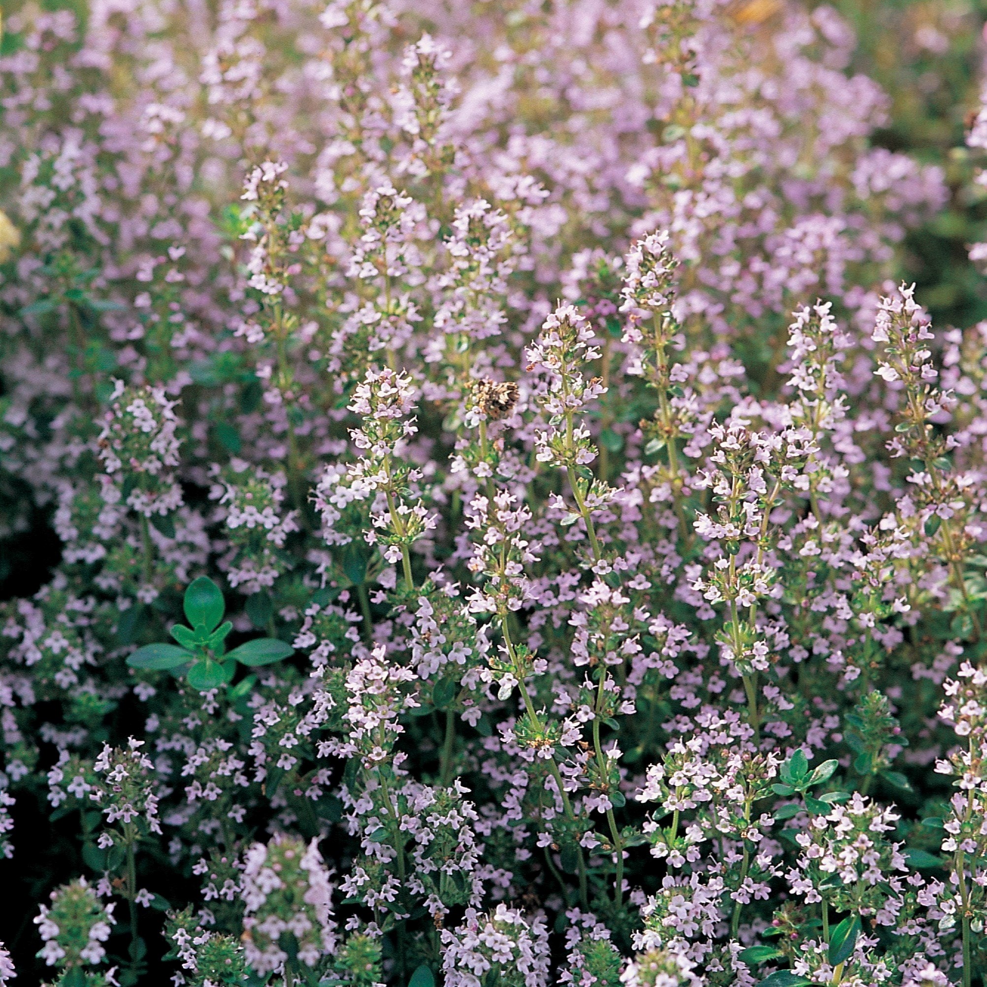 Thyme Common | Thyme Vulgaris