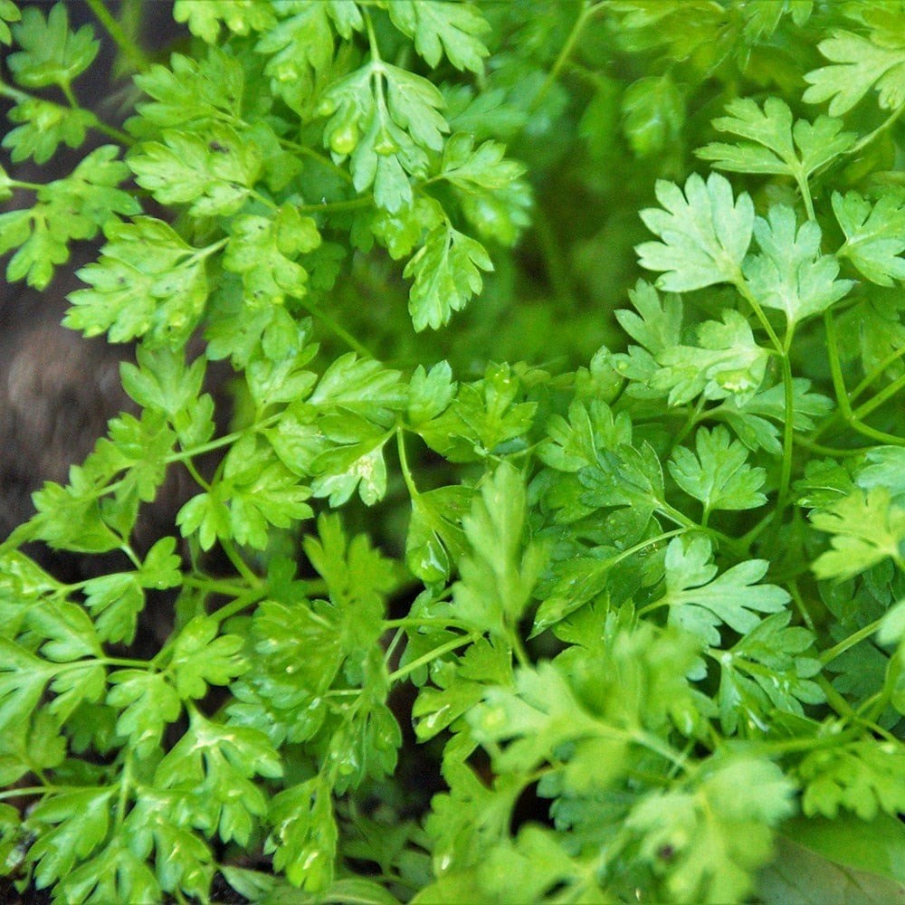 Anthriscus Cerefolium | Chervil