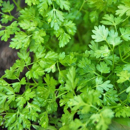 Anthriscus cerefolium | Chervil - organic seeds | approx 600 seeds