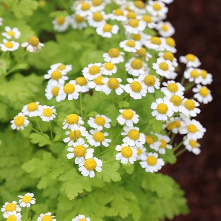 Tanacetum parthenium | Feverfew | approx 300 seeds