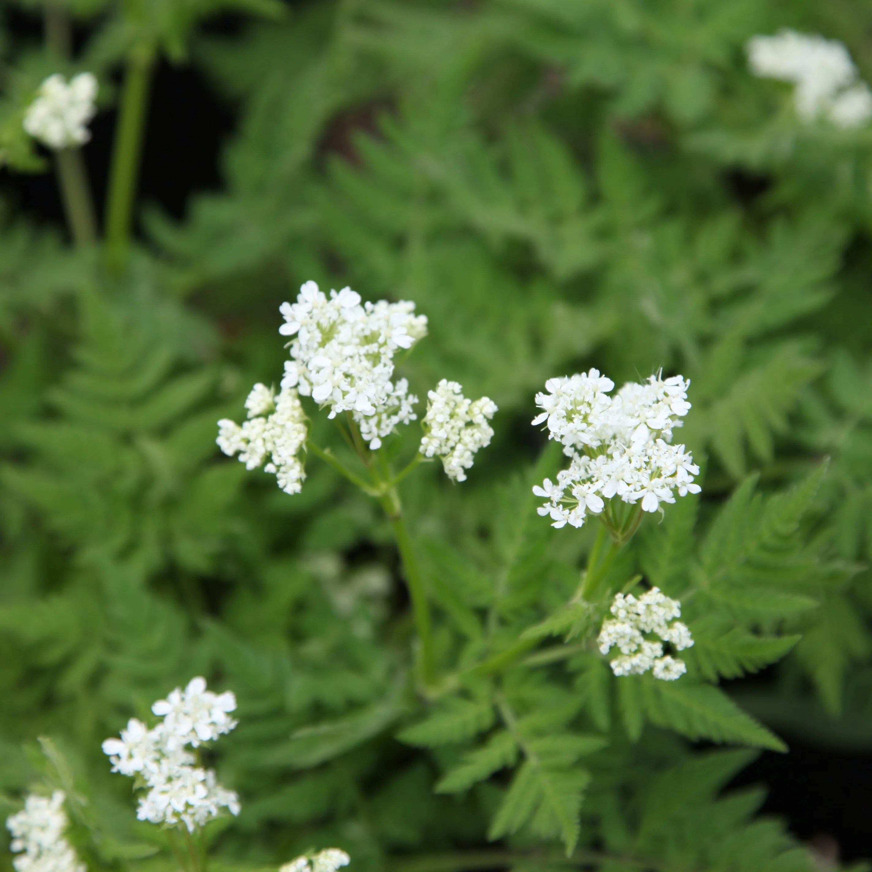 Sweet Cicely or Myrrhis Odorata