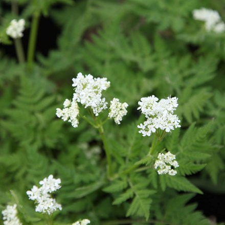Sweet Cicely or Myrrhis Odorata