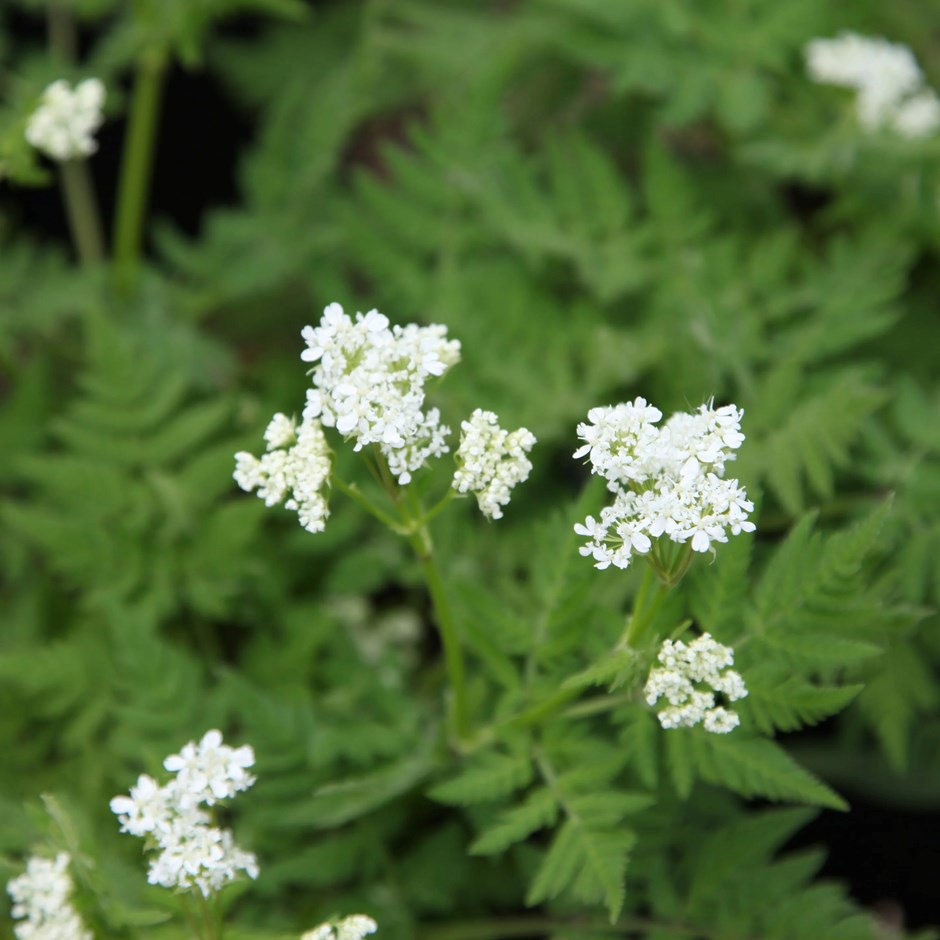 Sweet Cicely or Myrrhis Odorata