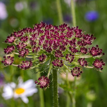 Daucus carota Dara | Wild Carrot or Ornamental Carrot | approx 50 seeds