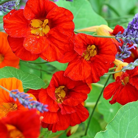 Nasturtium Empress of India | Tropaeolum