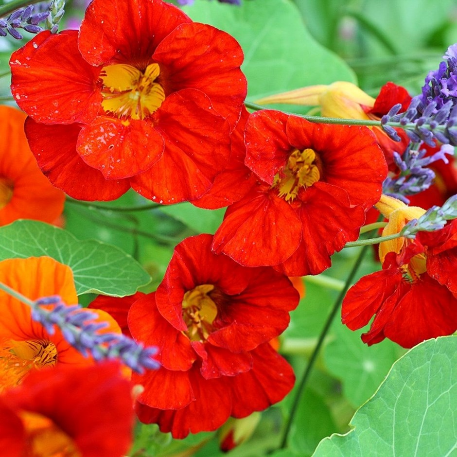 Nasturtium Empress of India | Tropaeolum