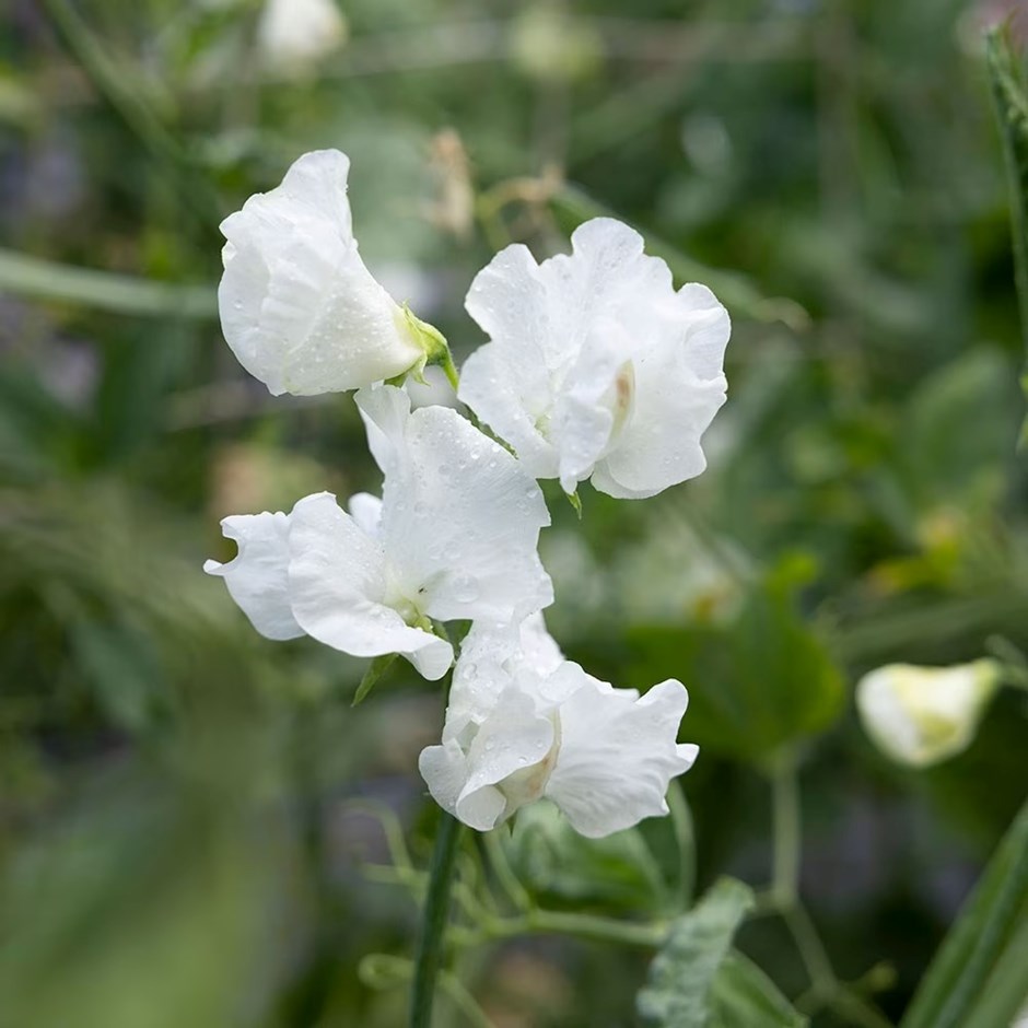 Lathyrus Odoratus Jilly | Spencer Sweet Pea
