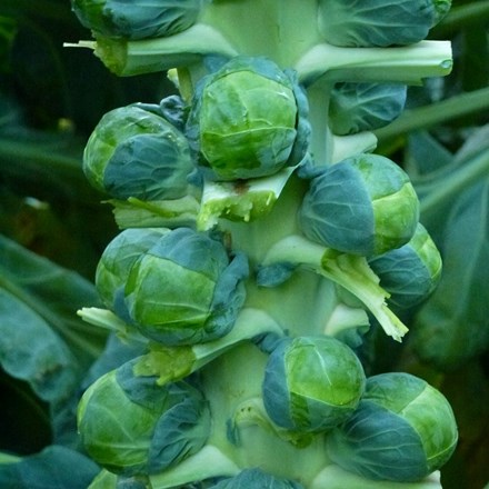 Brussels Sprout Brodie F1