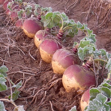 Swede Tweed F1 | Brassica napus (Napobrassica Group) | approx 250 seeds