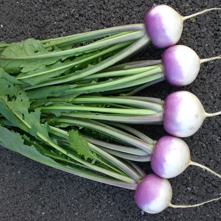 Turnip Sweetbell F1 | Brassica rapa (Rapifera Group)