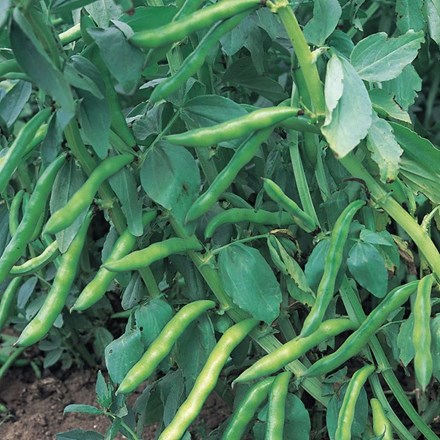 Broad Bean Super Aquadulce