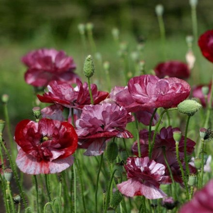 Papaver Pandora | Poppy