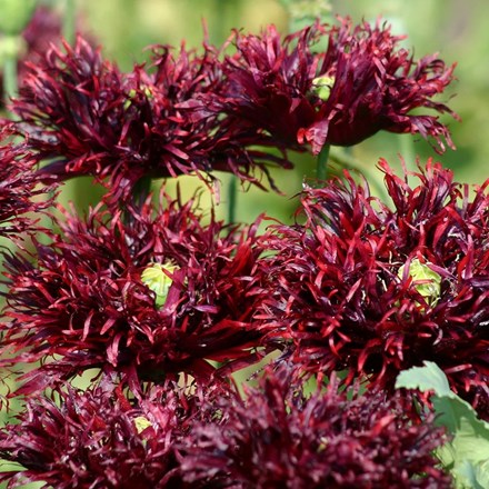 Papaver Black Swan | Opium Poppy