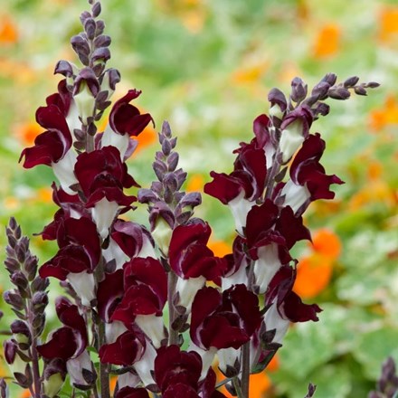 Antirrhinum Night And Day | Snapdragon