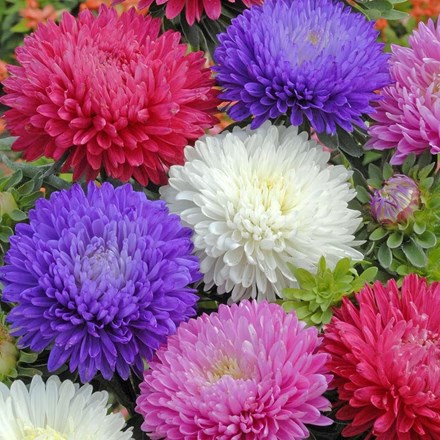 Aster Duchess Mixed | Aster