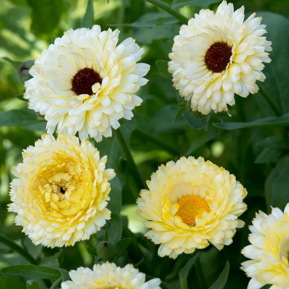Calendula officinalis Snow Princess | English Marigold or Pot Marigold
