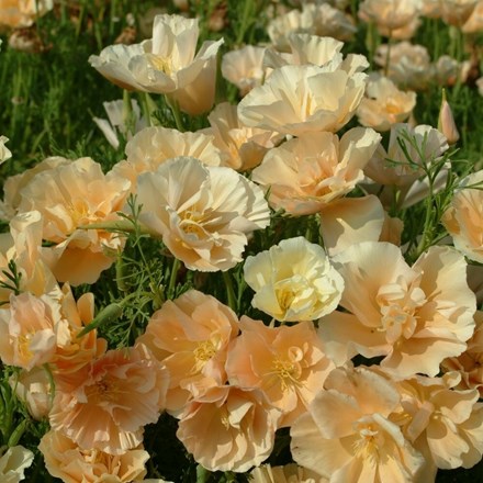 Eschscholzia Californica Peach Sorbet | Californian Poppy