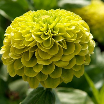 Zinnia elegans Envy | Zinnia