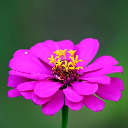 Zinnia Elegans Purple Prince | Zinnia
