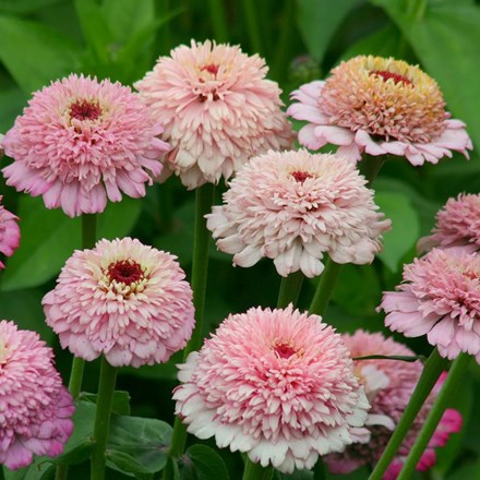 Zinnia elegans Zinderella Lilac | Zinnia