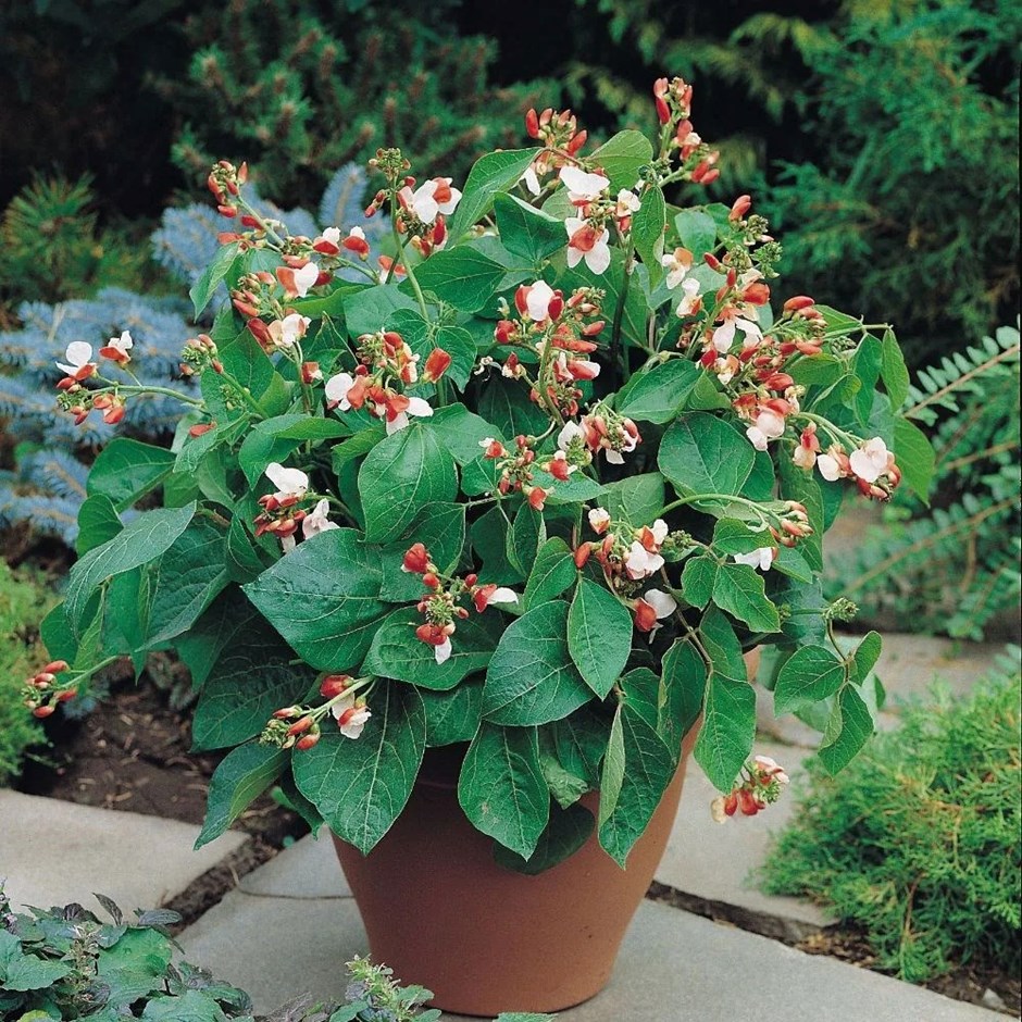 Runner Bean Hestia | Phaseolus coccineus (dwarf) | approx 45 seeds