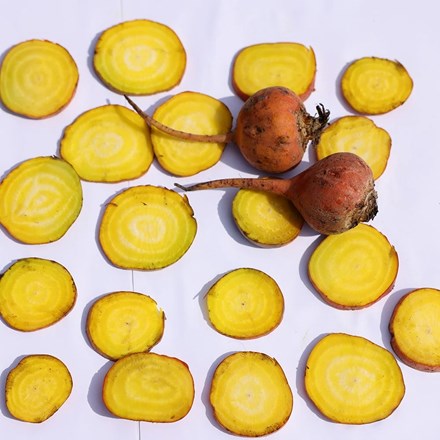 Beetroot Boldor F1 (PBR) | Beta vulgaris | approx 200 seeds