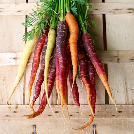 Carrot 'Mixed' | Daucus carota | approx 500 seeds