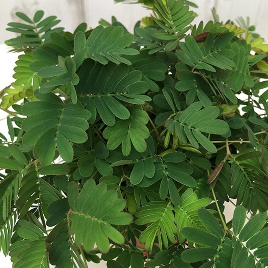 Mimosa Pudica | Sensitive Plant