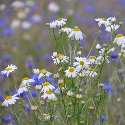 Anthemis arvensis | Corn Chamomile