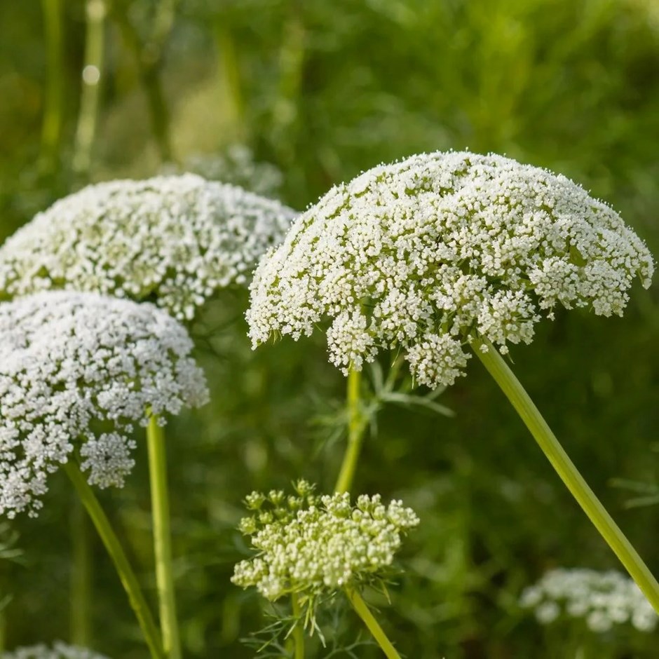 Daucus carota | Wild Carrot | approx 200 seeds