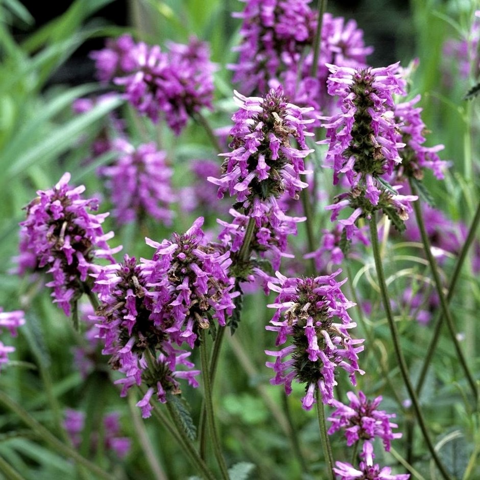 Stachys officinalis | Betony
