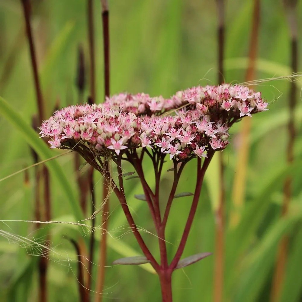 Eupatorium Cannabinum | Hemp Agrimony