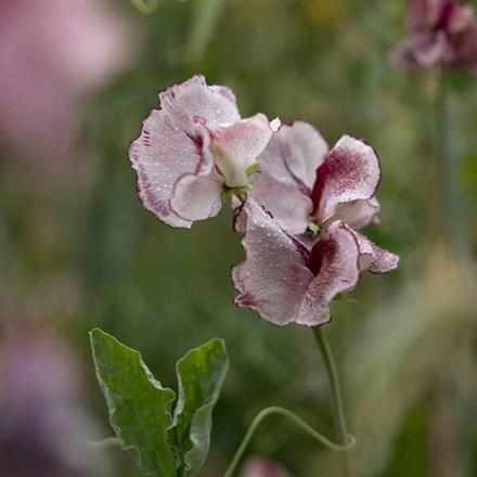Sweet Pea (Spencer) Lisa Marie | Lathyrus