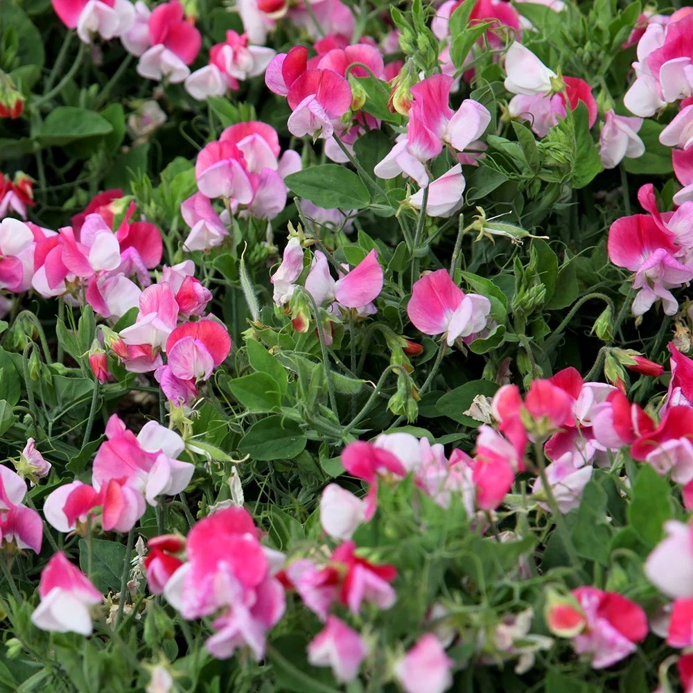 Sweet Pea (Patio Grandiflora) Pink Cupid | Lathyrus