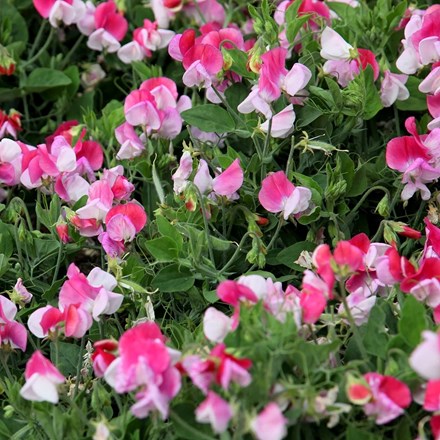 Lathyrus odoratus var. nanellus Pink Cupid | Patio Sweet Pea