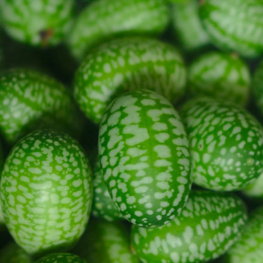 Cucumber Cucamelon