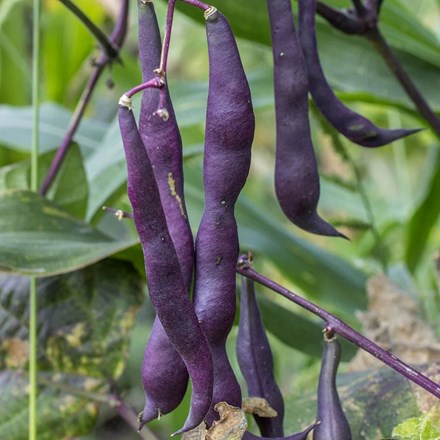 Climbing French Bean Purple-podded