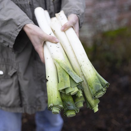 Leek Lyon