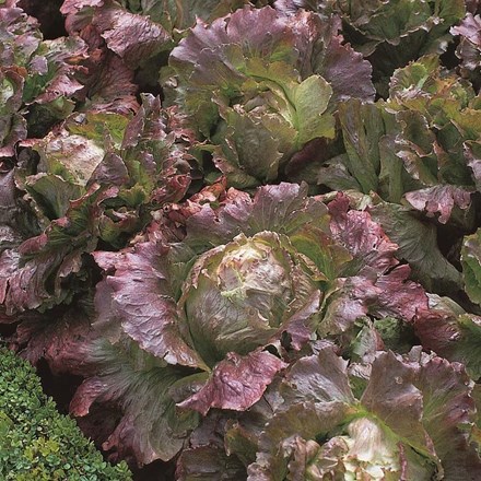 Lettuce Marvel of Four Seasons | Merveille des Quatre Saisons