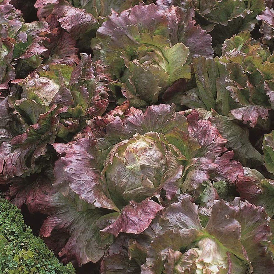 Lettuce Marvel of Four Seasons | Merveille des Quatre Saisons