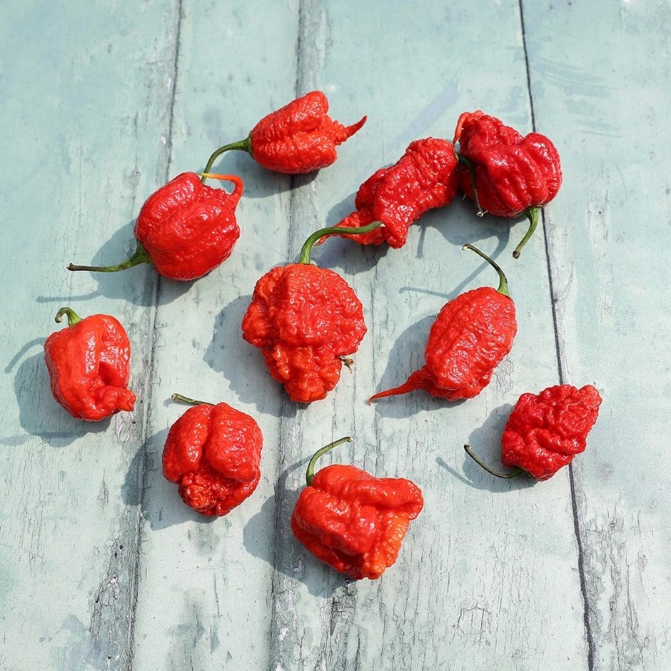 Chilli Pepper Carolina Reaper | Extremely Hot Chilli