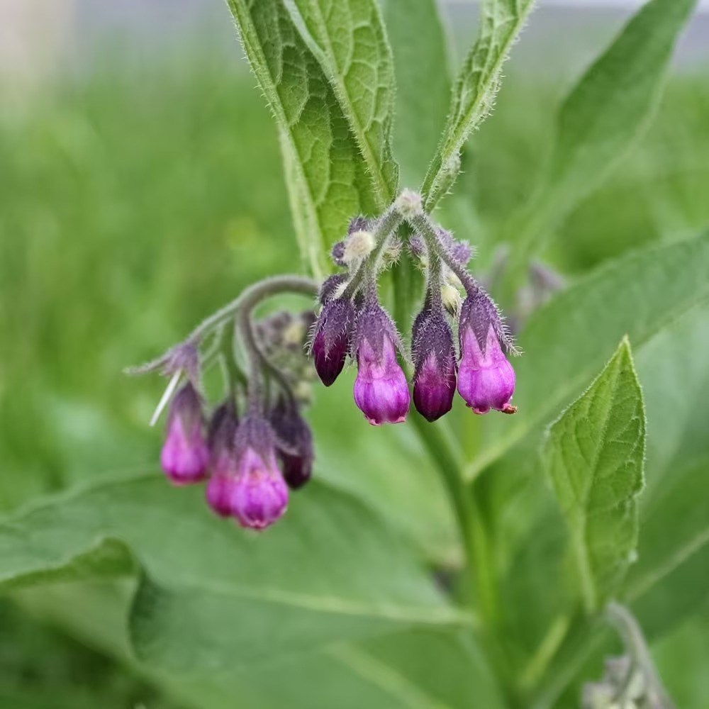 Comfrey Common | Symphytum Officinale